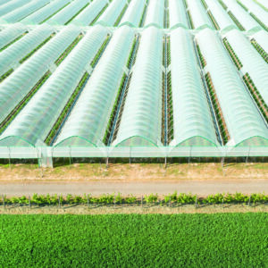 Greenhouse Cover