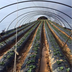 Mulch Film